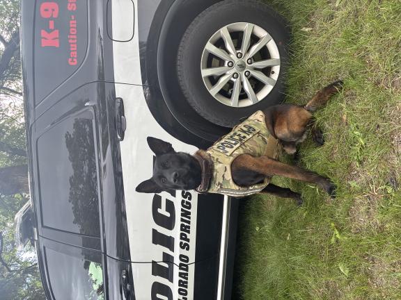 CSPD K9 Loki in Protective Vest