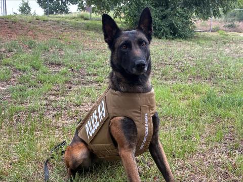 CSPD K9 Nyx in Protective Vest