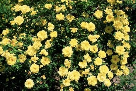 A bush of yellow roses found in Evergreen Cemetery